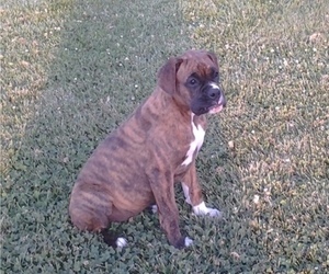 Boxer Puppy for sale in BELLE RIVE, IL, USA