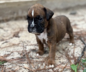Boxer Puppy for sale in ABBEVILLE, SC, USA