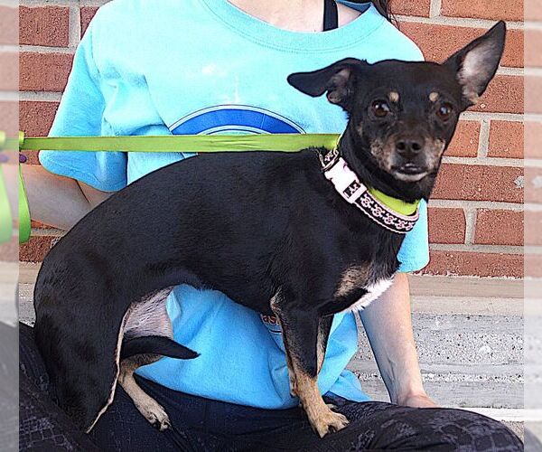 Medium Photo #3 Chihuahua Puppy For Sale in Carrollton, TX, USA