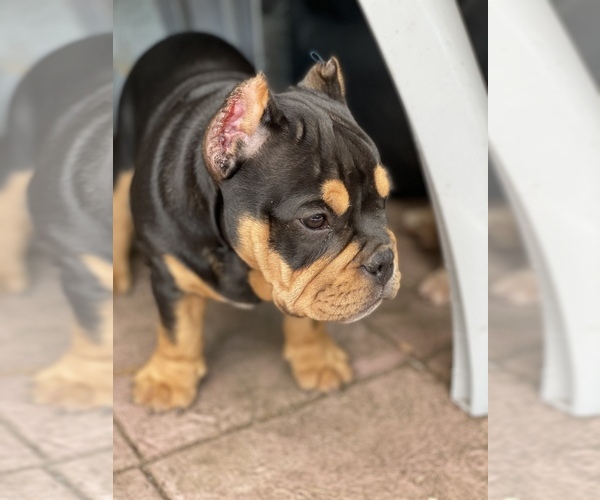 Medium Photo #2 American Bully Puppy For Sale in VALLEJO, CA, USA