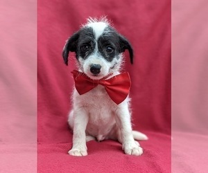Fox Terrier (Smooth)-Poodle (Miniature) Mix Puppy for sale in LINCOLN UNIV, PA, USA