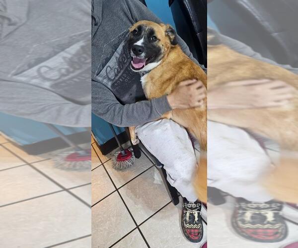 Medium Photo #1 Mutt Puppy For Sale in DuQuoin, IL, USA