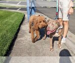 Small #14 American Staffordshire Terrier Mix