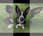Small #1 American Pit Bull Terrier Mix