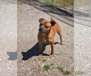 Mutt Dogs for adoption in Crandall, GA, USA
