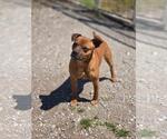 Butch - Male Mutt Dog for Adoption - Small photo