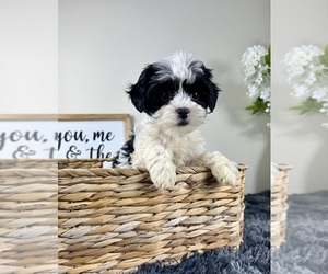 ShihPoo Puppy for sale in GREENFIELD, IN, USA