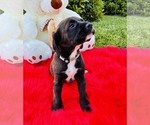 Small #4 Cocker Spaniel