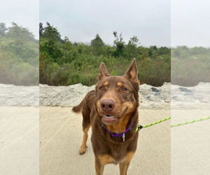 Siberian Husky-Unknown Mix Dogs for adoption in Dana Point, CA, USA