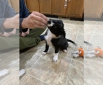 Small Photo #9 Border Collie Puppy For Sale in LECOMA, MO, USA