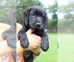 Small Photo #9 Labrador Retriever Puppy For Sale in LOVELADY, TX, USA