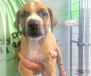 Medium Labrador Retriever Mix