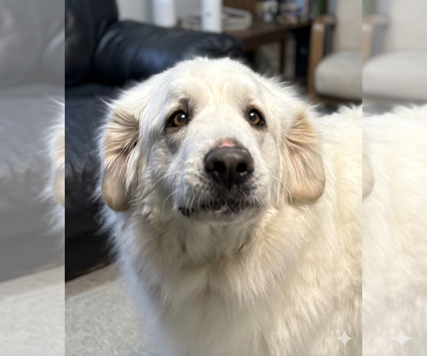 Medium Photo #3 Great Pyrenees-Unknown Mix Puppy For Sale in Spring Lake, NJ, USA