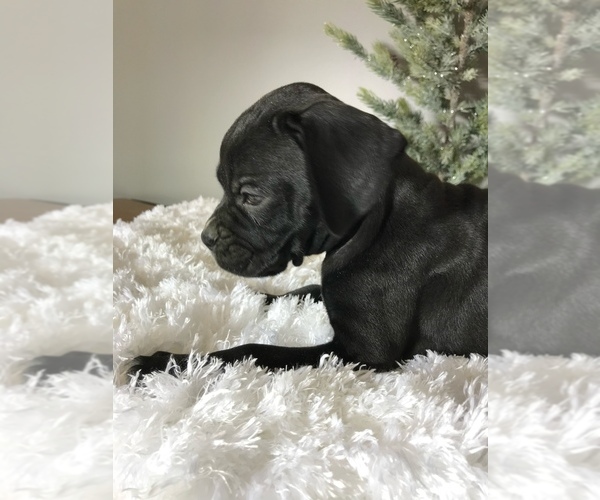 Medium Photo #4 Boxer Puppy For Sale in MILLERSBURG, OH, USA