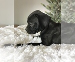 Small Photo #4 Boxer Puppy For Sale in MILLERSBURG, OH, USA