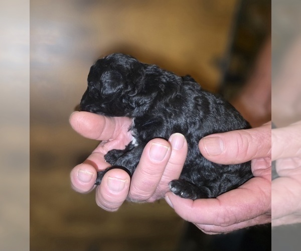 Medium Photo #13 Poodle (Toy) Puppy For Sale in DYERSBURG, TN, USA