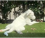 Small Photo #7 Great Pyrenees-Unknown Mix Puppy For Sale in Garland, TX, USA
