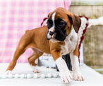 Small Photo #23 Boxer Puppy For Sale in WAKARUSA, IN, USA