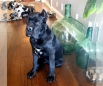Small Photo #8 Cane Corso Puppy For Sale in MAUSTON, WI, USA