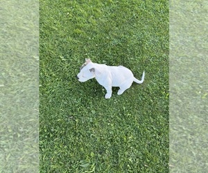 American Bulldog Puppy for sale in MUNSONS CORNERS, NY, USA
