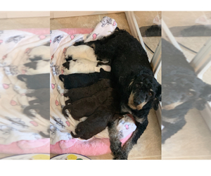 Mother of the Poodle (Miniature) puppies born on 06/25/2025