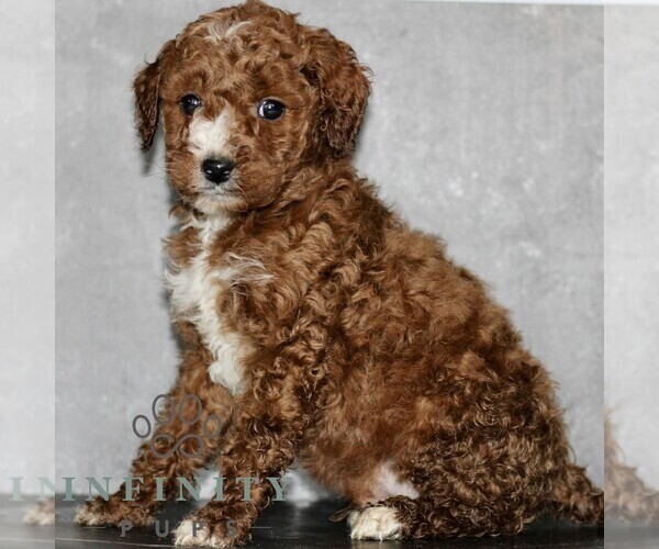 Medium Photo #3 Poodle (Miniature) Puppy For Sale in LEOLA, PA, USA