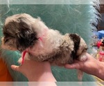 Small Photo #3 Aussiedoodle Miniature  Puppy For Sale in TRAFALGAR, IN, USA