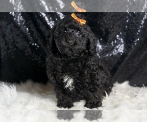 Medium Poodle (Miniature)