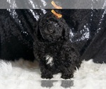 Puppy Romeo Poodle (Miniature)