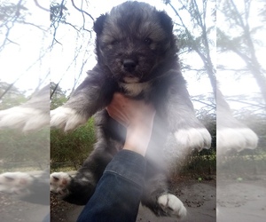 Siberian Husky Puppy for sale in FLORENCE, SC, USA