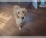 Puppy 9 Golden Retriever