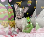Small Photo #5 French Bulldog Puppy For Sale in BELLVILLE, TX, USA
