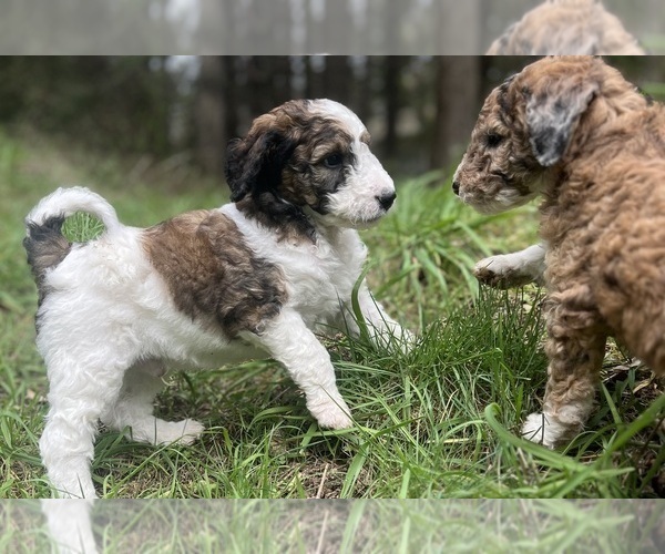 Medium Photo #9 Aussiedoodle Puppy For Sale in OAK HARBOR, WA, USA