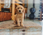 Small Photo #11 Golden Retriever Puppy For Sale in SEBREE, KY, USA