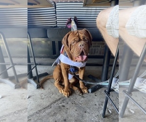 Father of the Dogue de Bordeaux puppies born on 07/30/2022
