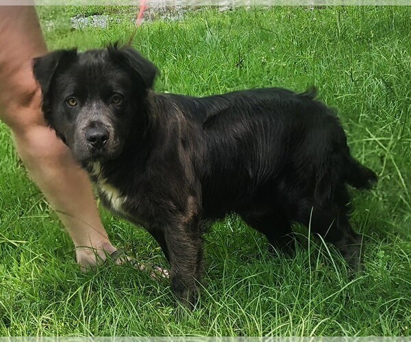 Medium Photo #7 Australian Shepherd-Bulldog Mix Puppy For Sale in Wetumpka, AL, USA