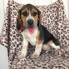 Beagle Puppy for sale in EAST EARL, PA, USA