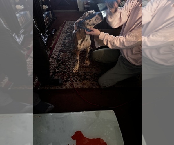Medium Photo #4 Great Dane Puppy For Sale in ALIQUIPPA, PA, USA