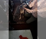 Small #3 Great Dane