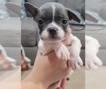 Small French Bulldog