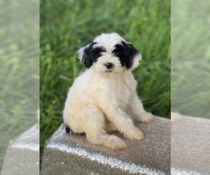 Portuguese Water Dog Puppy for sale in SCHOHARIE, NY, USA