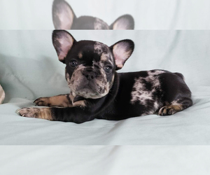 French Bulldog Puppy for sale in ADRIAN, MI, USA