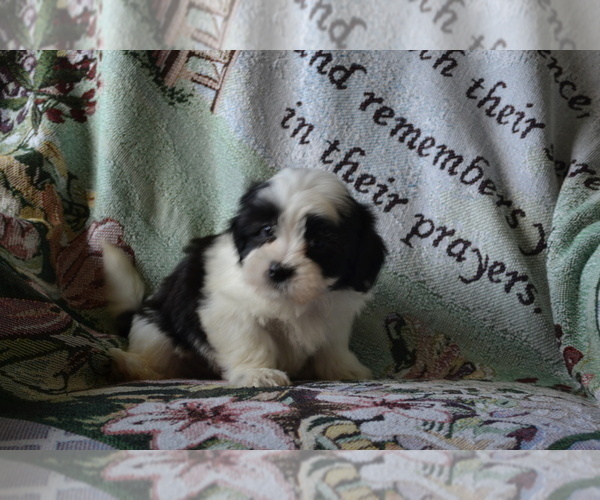 Medium Photo #4 Zuchon Puppy For Sale in GREENWOOD, WI, USA