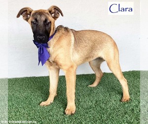 Clara - Female German Shepherd Dog-Unknown Mix Dog for Adoption - Photo #5