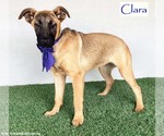 Small #4 German Shepherd Dog Mix