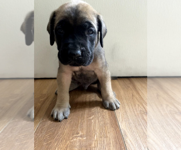 Medium Photo #3 Mastiff Puppy For Sale in CHESAPEAKE, VA, USA