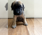 Small #2 Mastiff