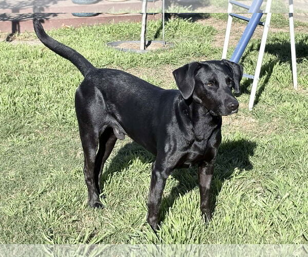 Medium Photo #4 Labrador Retriever Puppy For Sale in Clovis, CA, USA
