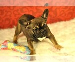 Small Photo #3 French Bulldog Puppy For Sale in HUDSON, CO, USA