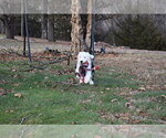 Small Photo #56 Old English Sheepdog Puppy For Sale in MARIONVILLE, MO, USA